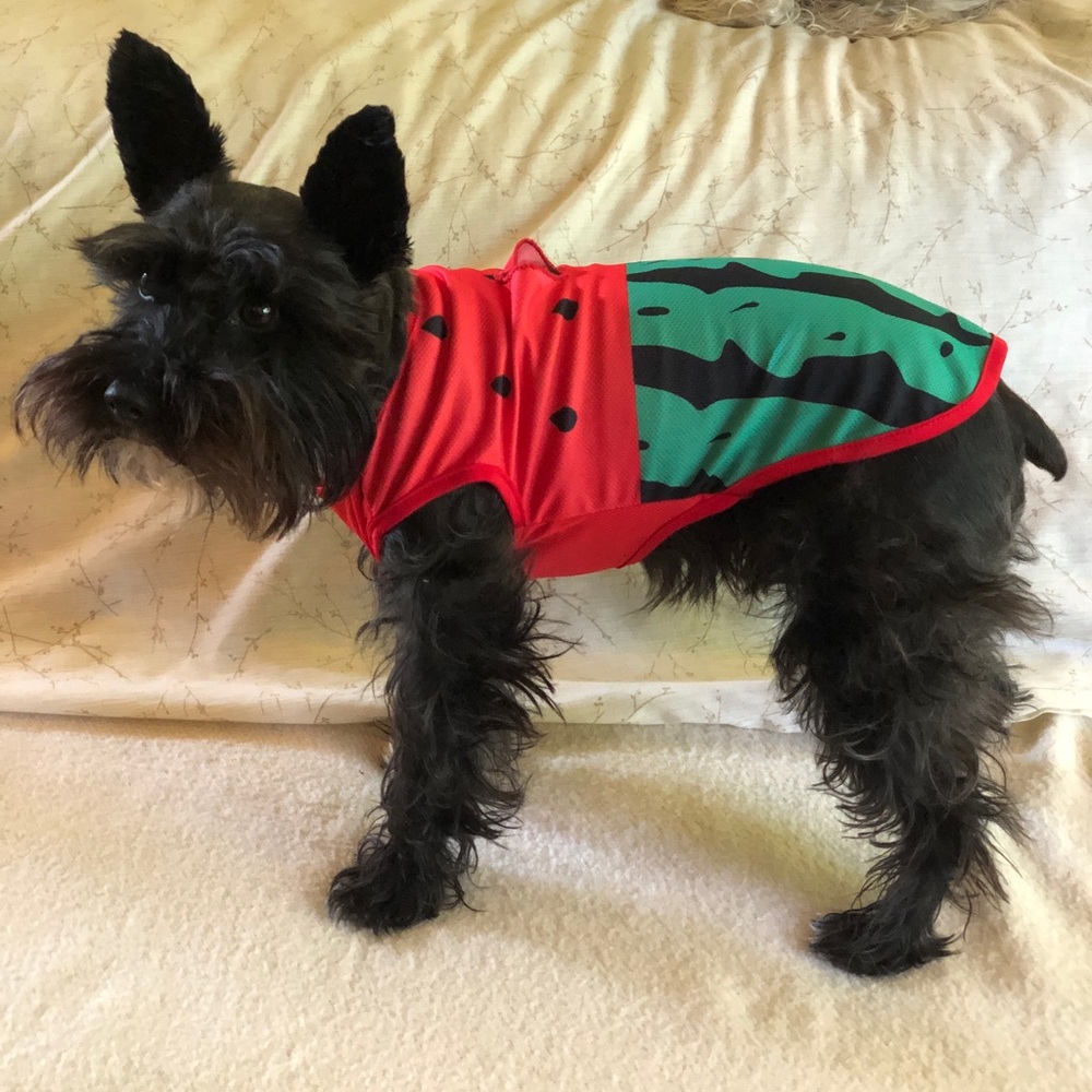 Watermelon lightweight polyester Dog shirt